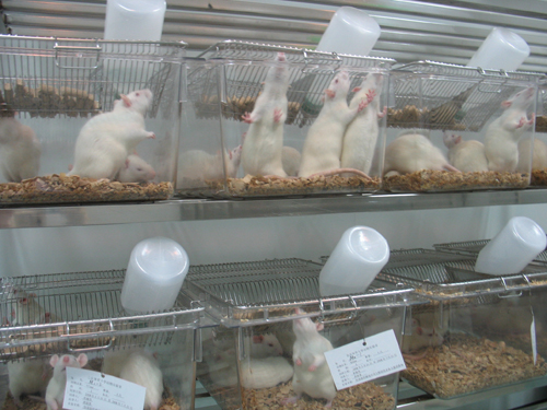 實驗動物飲用水的標準是什么 實驗動物飲用水的標準是什么