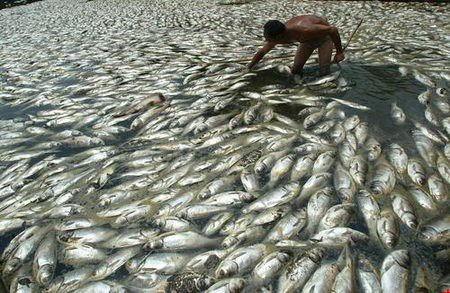 水污染致大量魚類死亡養(yǎng)殖戶損失慘重 水污染致大量魚類死亡養(yǎng)殖戶損失慘重