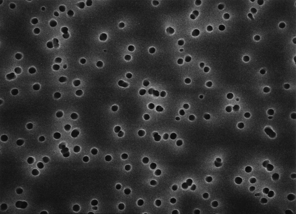 GTTP01300美國Millipore Isopore聚碳酸酯0.2um親水13mm表面濾膜 GTTP01300美國Millipore Isopore聚碳酸酯0.2um親水13mm表面濾膜